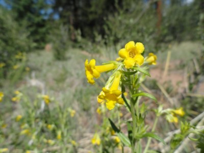 Many-flowered Stoneseed (Lithospermum multiflorum). Many-flowered Stoneseed (Lithospermum multiflorum).