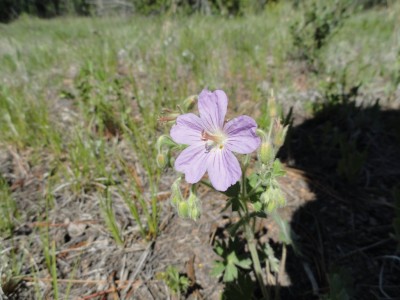 Sticky Geranium  (Geranium viscosissimum).