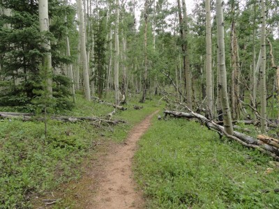 Somewhere in the Lost Creek Wilderness.
