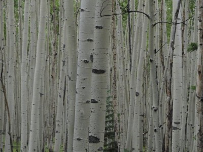 Dense Aspen forest.