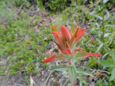 Scarlet Indian Paintbrush (Castilleja miniata). Scarlet Indian Paintbrush (Castilleja miniata).