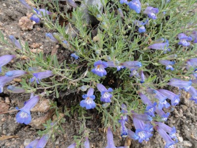 Jones Penstemon (Penstemon dolius)