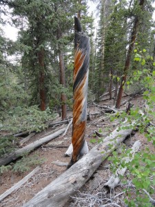 Lightning-struck trunk remnants.