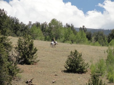 Local equestrian.