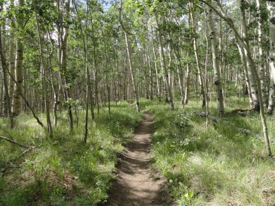 Aspen forest near Kenosha Pass.