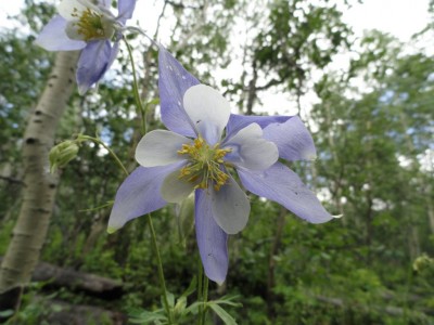 Colorado Rocky Mountain Columbine (Aquilega coerulea) Colorado Rocky Mountain Columbine (Aquilega coerulea)