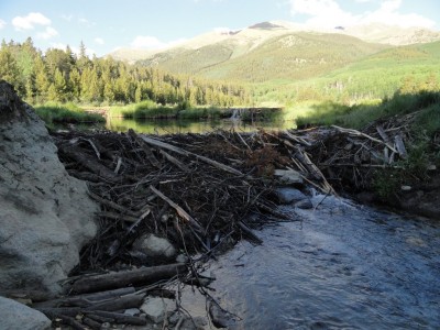Beaver dam.