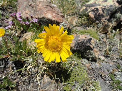 Alpine Sunflower (Rydbergia grandiflora)