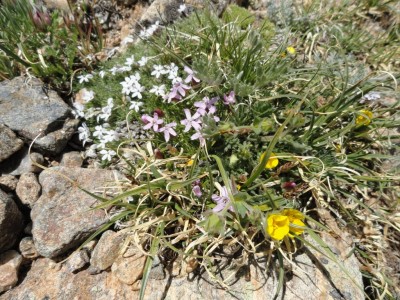 Mix of Alpine Flora.