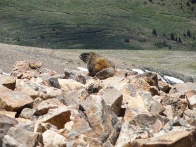 Yellow-bellied Marmot, aka Rock Chuck (Marmota flaviventris) Yellow-bellied Marmot, aka Rock Chuck (Marmota flaviventris)