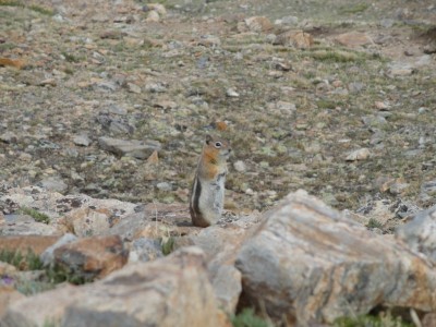 Golden-mantled Ground Squirrel (Callospermophilus lateralis)