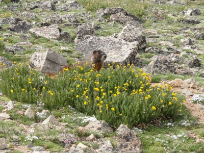Another paranoid Marmot.